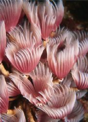 This is one of my first Macro shots with a Nikonos 35mm. ... by Alison Hargadine 